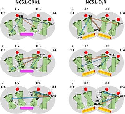 Evolutionary-Conserved Allosteric Properties of Three Neuronal Calcium Sensor Proteins